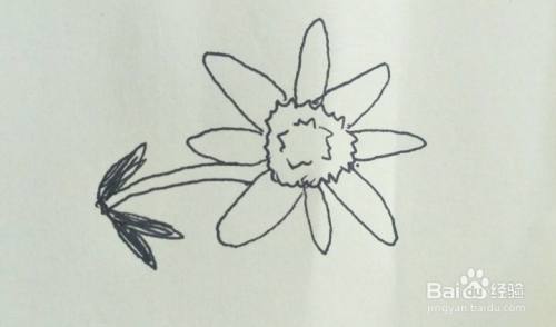 怎样画出菊花的简笔画