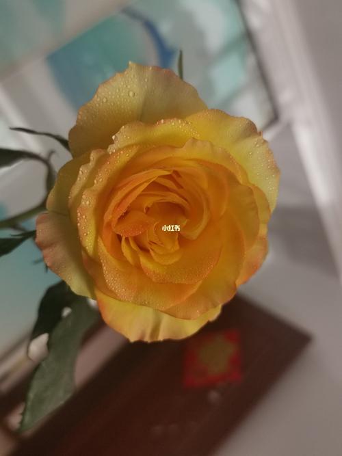 月季 龙舌兰日出_月季_龙舌兰日出_阳台_阳台花园_家居家装_家居装饰