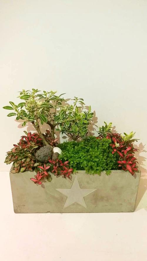 探索园艺的植物组合      