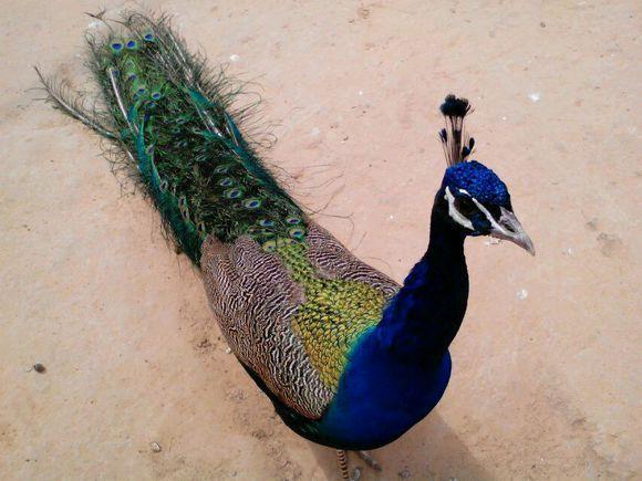 哪里有卖蓝孔雀的,蓝孔雀多少钱一只