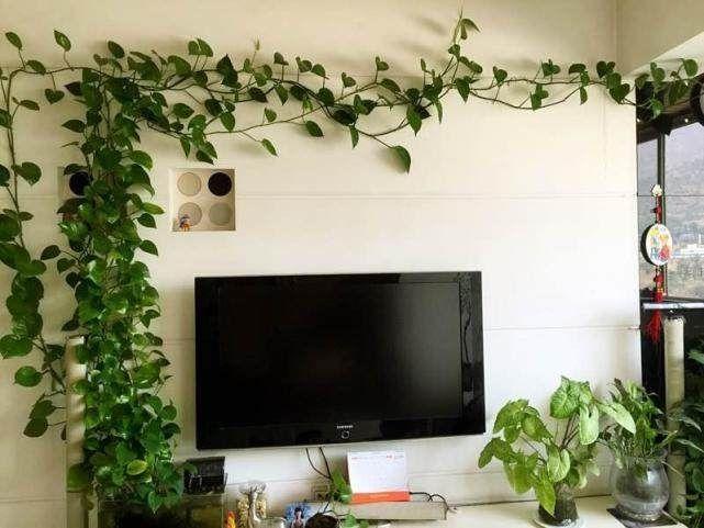 老妈养绿萝,不小心用了2水,半年疯长10米,成了电视"背景墙
