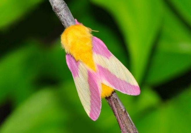 rosy maple moth