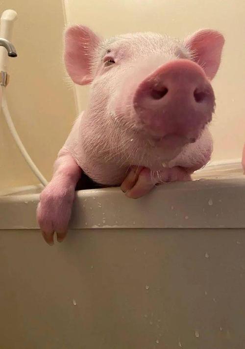 有要吸猪的嘛? 有眉毛,鼻头粉嫩,爱洗澡,爱啃黄瓜那种