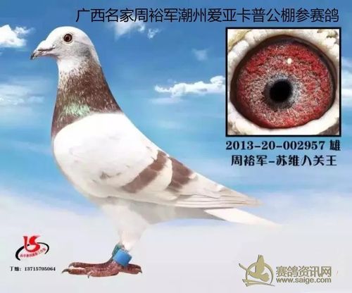 清棚出售多羽种赛鸽,有广西名家周裕军,凡瑞特原环,刘