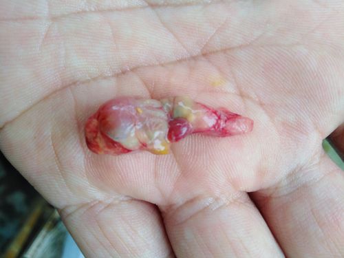 一只鹦鹉的解剖