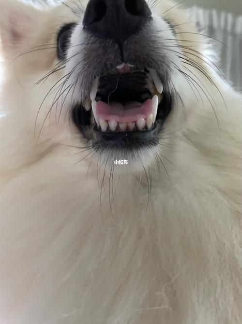 我的狗嘴巴好臭 我快吐了!_日记_狗狗_刷牙_狗狗日记