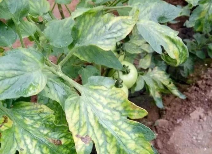 灰霉病,霜霉病,叶霉病有何不同!"霉"病反复发作,药不对,还是方法不行?