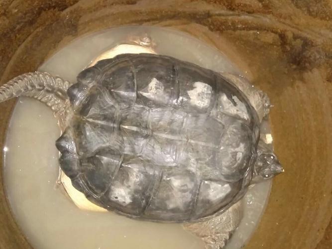 山上掉下来一只乌龟不知道是什么品种,12斤重