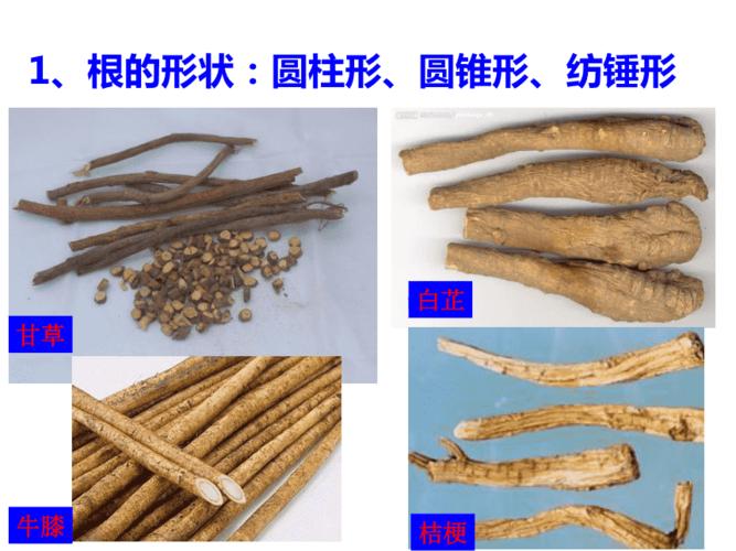 第五章根及根茎类中药概述 ppt