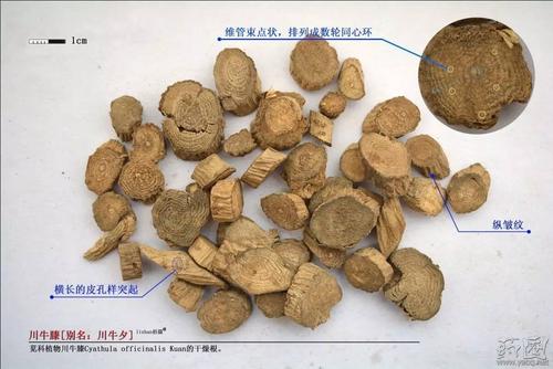 每天学一味中药-川牛膝