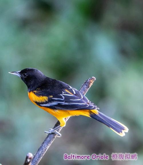 观鸟笔记(3)橙腹拟鹂-baltimore oriole 橙腹拟鹂