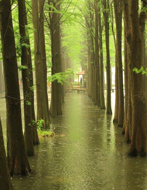 [转载]雨中曲--李中水上森林