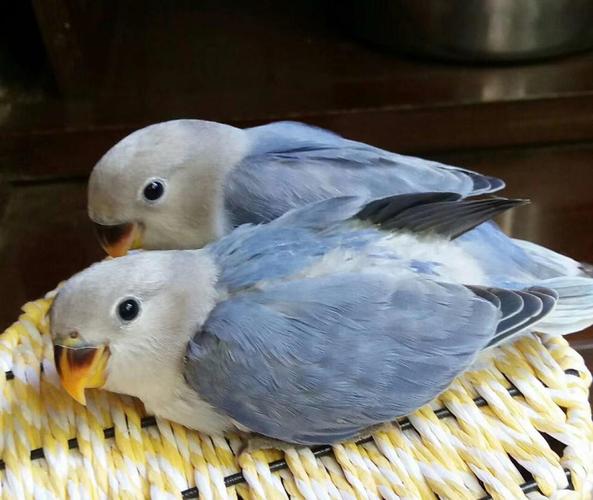 kjhgf合法面类手养牡丹鹦鹉活体雏鸟类亲人易上手薰衣草紫罗兰包活 白