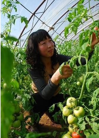 番茄如何进行打杈,掐尖,疏花疏果,打老叶?