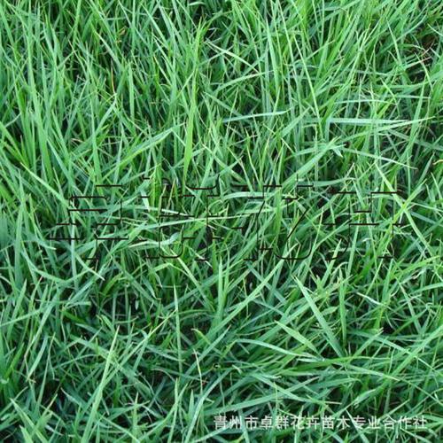 厂家供应 早熟禾 黑麦草 蓝标高羊茅草籽 耐践踏工程绿化草种