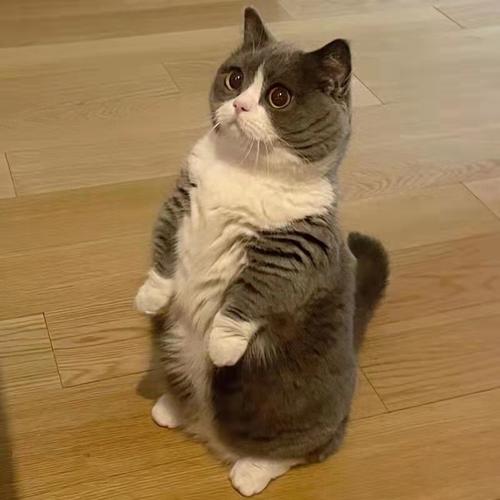 英短蓝猫幼猫美短银渐层折耳蓝白布偶