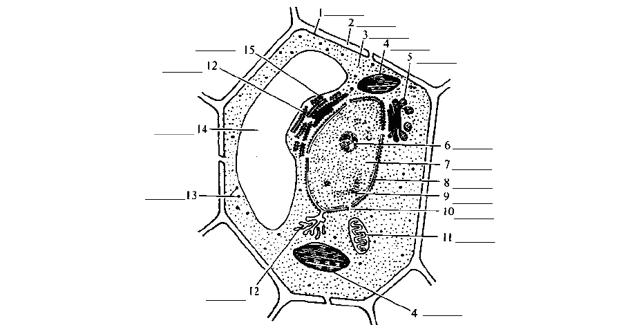 高中生物动植物细胞模式图及细胞结构的比较