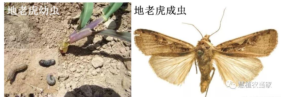 科技资讯 地下害虫系列(二):我国常见地老虎的识别和防治 上一期我们