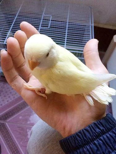 鹦鹉活体,笼养鸟,宠物鸟,雏鸟 手养鸟特色牡丹鹦鹉