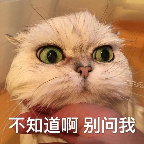 不知道啊 别问我-表情图片 - 壁纸之家