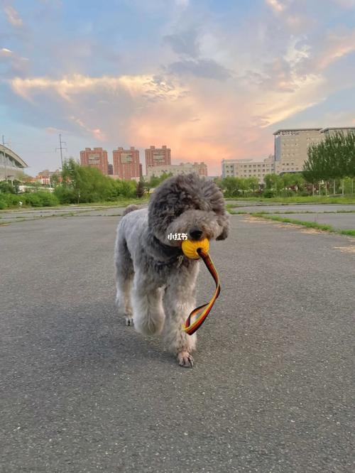 巨贵_巨型贵宾_宠物_狗_晒狗