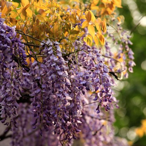 纪建兴 青藤曼舞花成串,犹如玛瑙千千万.