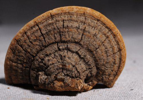 中药桑黄的功效与作用,桑黄怎么吃效果好