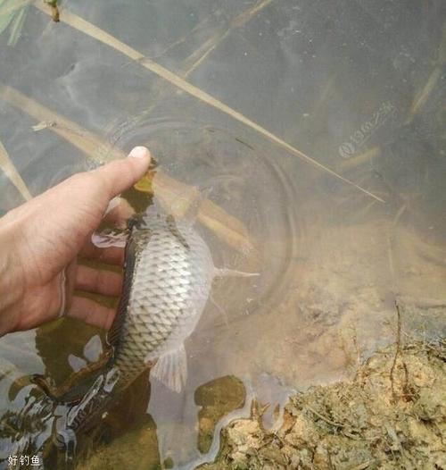 初春钓鲫鱼如何找钓点?推荐6个位置