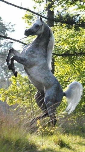 世界上最昂贵的马