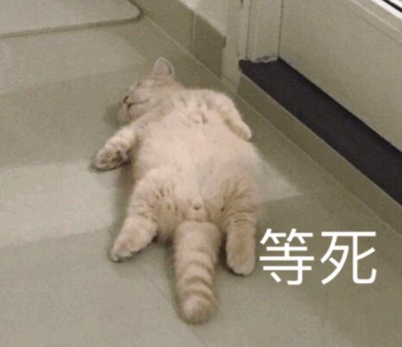 喵星人等死双11后没钱表情包系列
