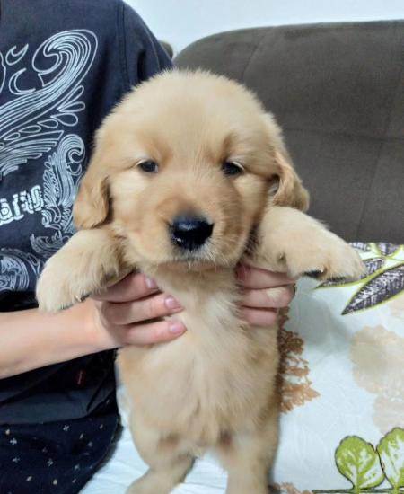 金毛幼犬,沙滩金,大骨骼