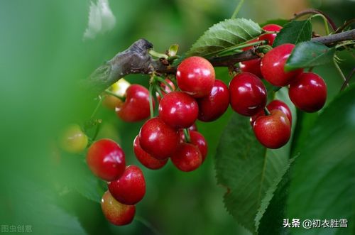 描写樱桃的诗句古诗(关于樱桃的唯美句子)