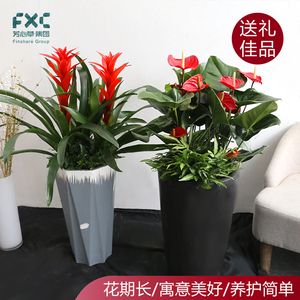 芳心草火炬鸿运当头植物红星盆栽北欧植物办公室开业乔迁花卉盆栽