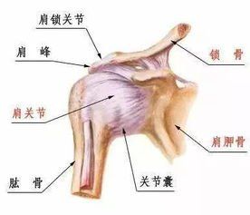 肩关节脱位 韧带 斗图表情包大全   与 肩关节脱