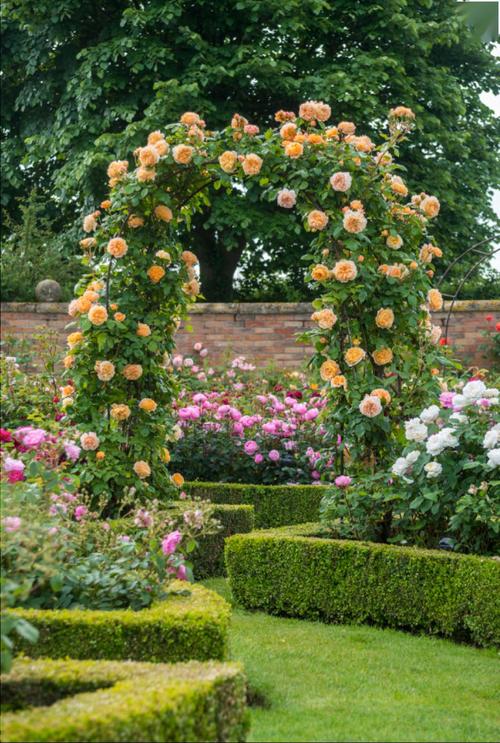 "英国月季之父":大卫·奥斯汀的月季花园 最美的月季都在这里