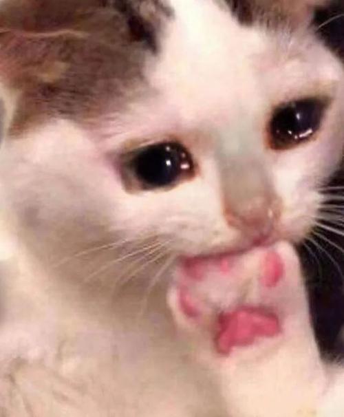 潮图表情包流泪猫猫头