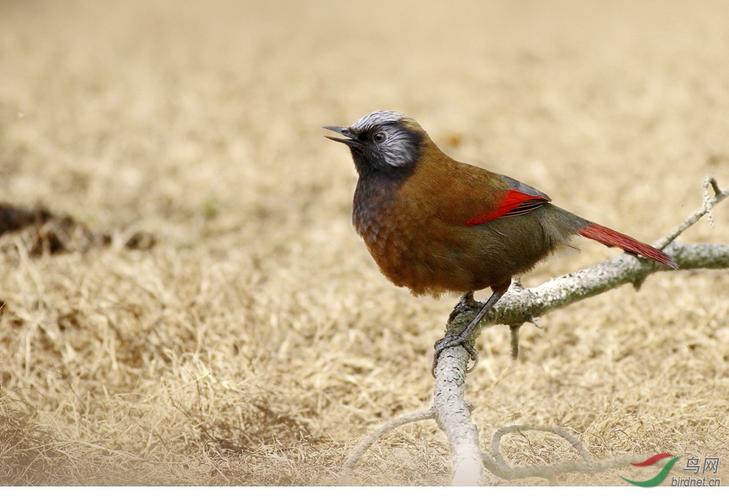 红翅噪鹛 - 上海版 shanghai 鸟网