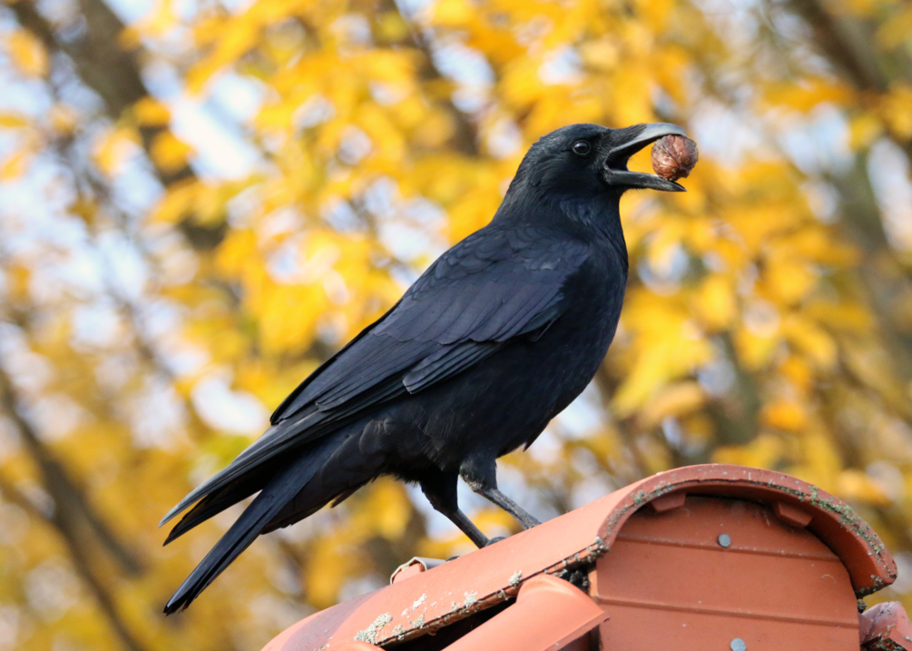 "喜鹊报喜,乌鸦报丧"有没有科学道理?