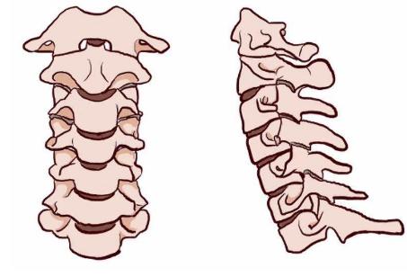 颈椎骨正侧位