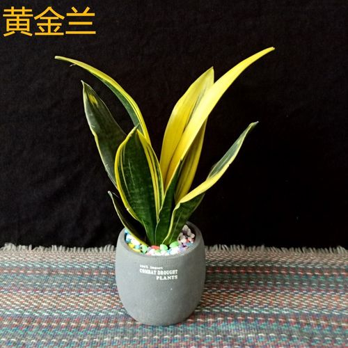 黄金兰韩国进口黄金虎皮兰美叶大金边兰白玉虎尾兰银脉虎皮兰包邮