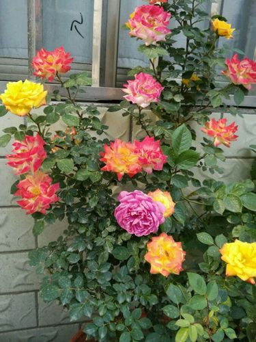 藤彩虹什么时候开花开几季