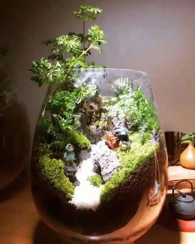 擅长园艺造景,微型景观,多肉植物造景.