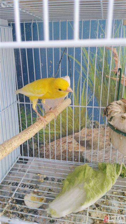 精品黄玉鸟(芙蓉鸟)出售