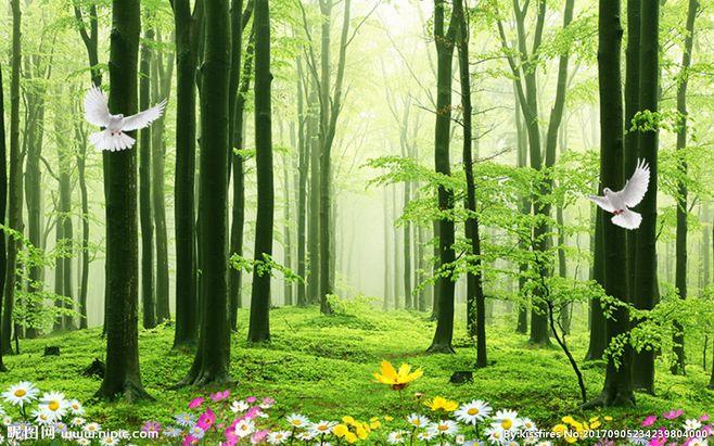 绿色清新森林草地唯美风景