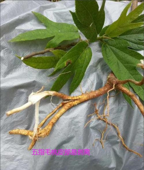 "五指毛桃汤"中毒致命?祸根在这里!街坊们请警惕