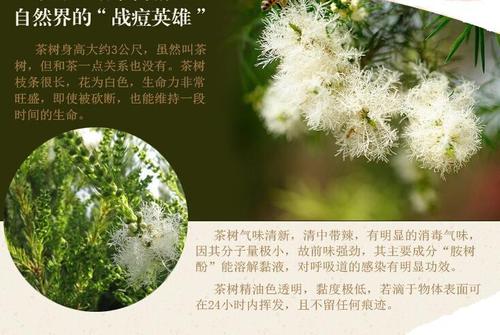 茶树油cas68647734茶树油价格teatreeoil澳洲茶树油