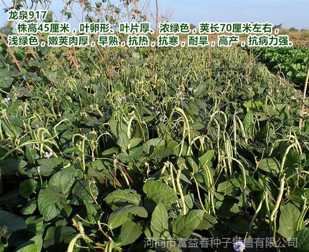 龙泉917无架豆 绿白条长豆角地豇豆 庭院阳台蔬菜 豆角种子