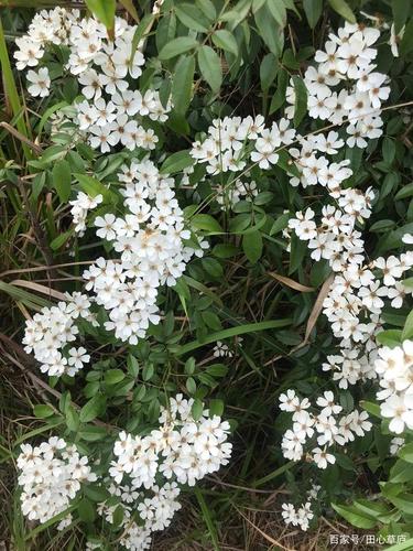 农村山上虽常见却美丽的野花,你知道它们的名字吗?