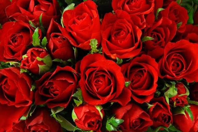 玫瑰花是爱情之花,你知道它的不同花语吗?