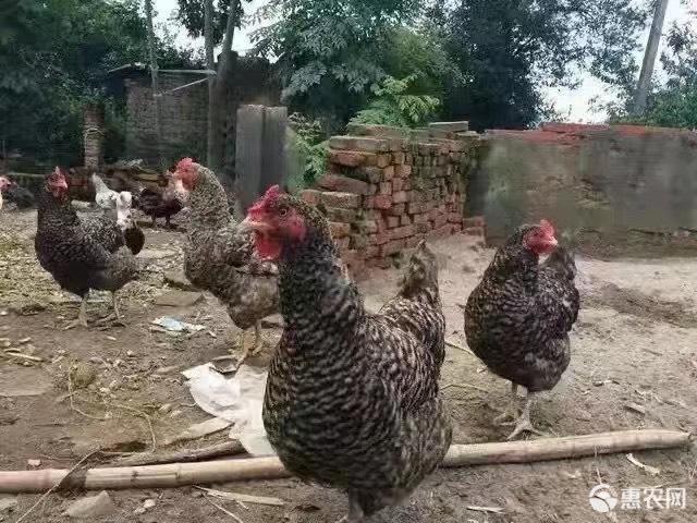 芦花鸡苗一斤正宗纯种芦花鸡黑芦花鸡半大汶上芦花鸡白芦花活